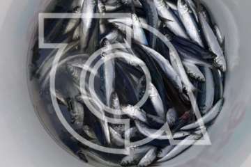 Melenara rememora el chinchorro y la varada del pescado (Foto TA)